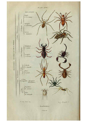 Reproducción/Reproduction 6195094226: Dictionnaire pittoresque d'histoire naturelle et des phénomènes de la nature. v.1 Paris,1833-[1840] 