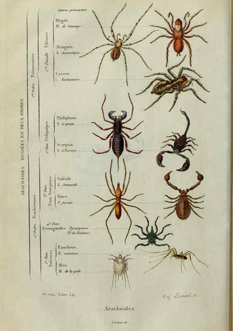Reproducción/Reproduction 6195094226: Dictionnaire pittoresque d'histoire naturelle et des phénomènes de la nature. v.1 Paris,1833-[1840] 