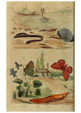Reproducción/Reproduction 6195094466: Dictionnaire pittoresque d'histoire naturelle et des phénomènes de la nature. v.1 Paris,1833-[1840] 