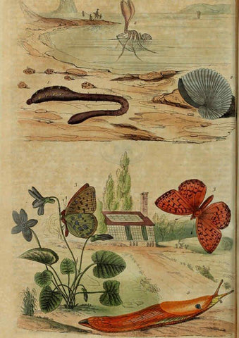 Reproducción/Reproduction 6195094466: Dictionnaire pittoresque d'histoire naturelle et des phénomènes de la nature. v.1 Paris,1833-[1840] 