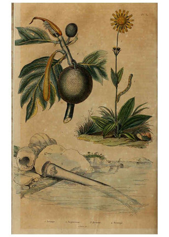 Reproducción/Reproduction 6195094726: Dictionnaire pittoresque d'histoire naturelle et des phénomènes de la nature. v.1 Paris,1833-[1840] 