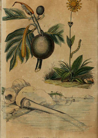 Reproducción/Reproduction 6195094726: Dictionnaire pittoresque d'histoire naturelle et des phénomènes de la nature. v.1 Paris,1833-[1840] 