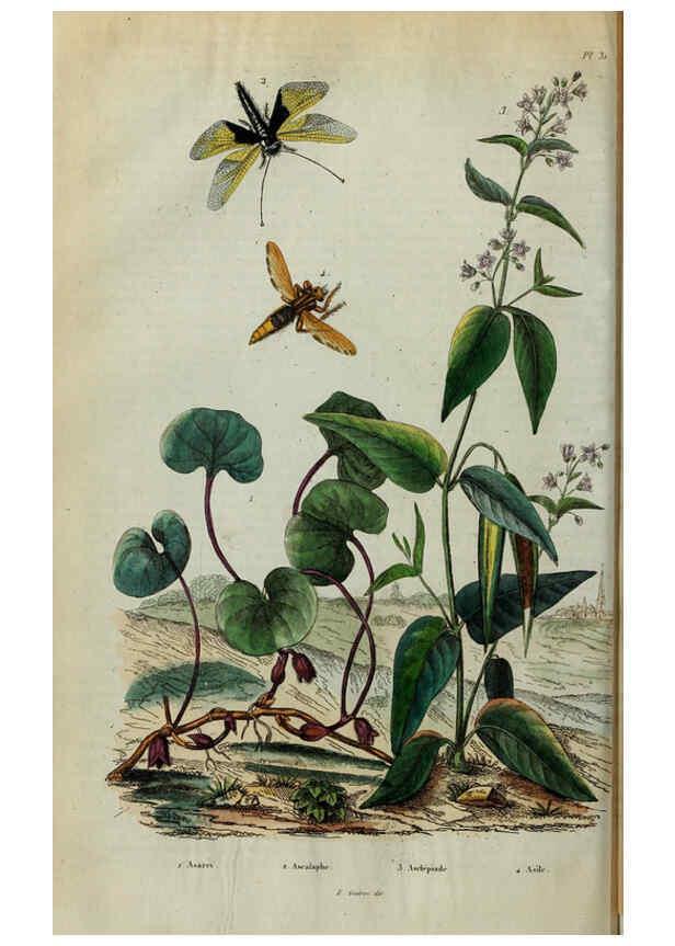 Reproducción/Reproduction 6194578227: Dictionnaire pittoresque d'histoire naturelle et des phénomènes de la nature. v.1 Paris,1833-[1840] 