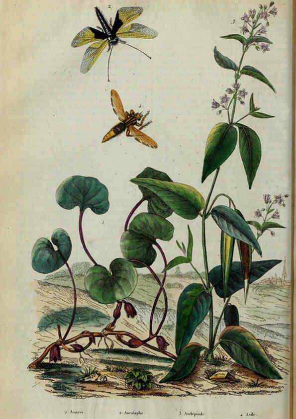 Reproducción/Reproduction 6194578227: Dictionnaire pittoresque d'histoire naturelle et des phénomènes de la nature. v.1 Paris,1833-[1840] 