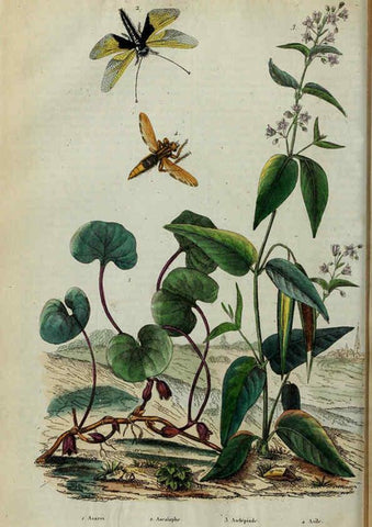 Reproducción/Reproduction 6194578227: Dictionnaire pittoresque d'histoire naturelle et des phénomènes de la nature. v.1 Paris,1833-[1840] 