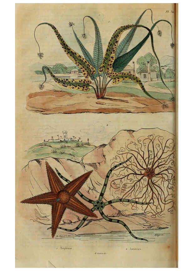 Reproducción/Reproduction 6195095396: Dictionnaire pittoresque d'histoire naturelle et des phénomènes de la nature. v.1 Paris,1833-[1840] 