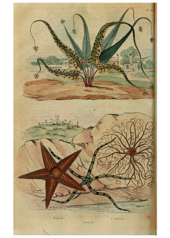 Reproducción/Reproduction 6195095396: Dictionnaire pittoresque d'histoire naturelle et des phénomènes de la nature. v.1 Paris,1833-[1840] 