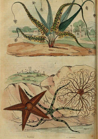 Reproducción/Reproduction 6195095396: Dictionnaire pittoresque d'histoire naturelle et des phénomènes de la nature. v.1 Paris,1833-[1840] 