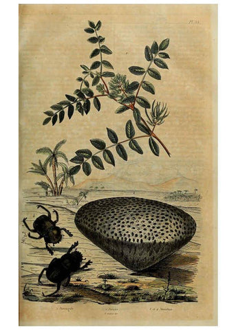 Reproducción/Reproduction 6195095610: Dictionnaire pittoresque d'histoire naturelle et des phénomènes de la nature. v.1 Paris,1833-[1840] 