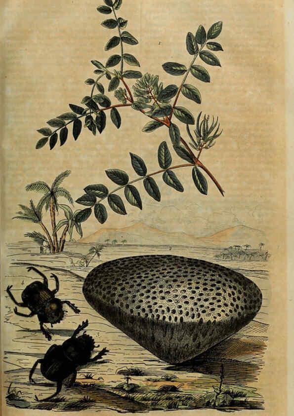 Reproducción/Reproduction 6195095610: Dictionnaire pittoresque d'histoire naturelle et des phénomènes de la nature. v.1 Paris,1833-[1840] 