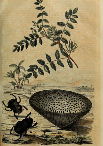 Reproducción/Reproduction 6195095610: Dictionnaire pittoresque d'histoire naturelle et des phénomènes de la nature. v.1 Paris,1833-[1840] 