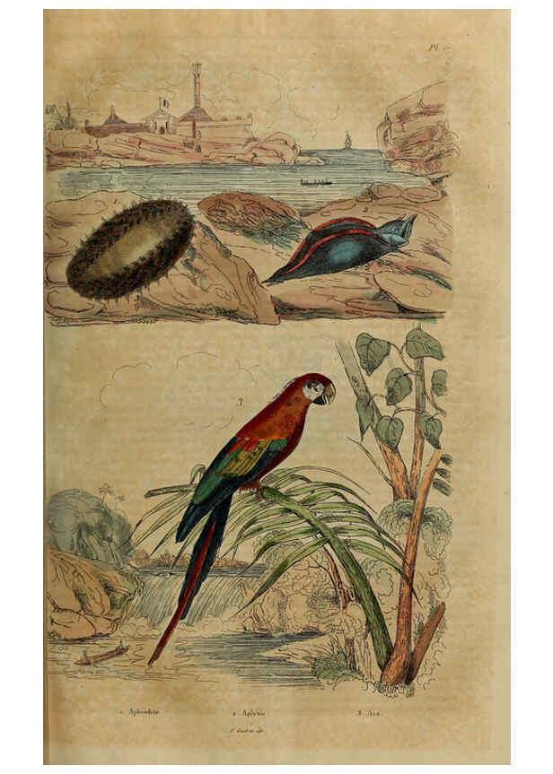 Reproducción/Reproduction 6194577103: Dictionnaire pittoresque d'histoire naturelle et des phénomènes de la nature. v.1 Paris,1833-[1840] 