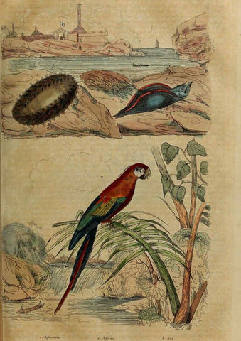 Reproducción/Reproduction 6194577103: Dictionnaire pittoresque d'histoire naturelle et des phénomènes de la nature. v.1 Paris,1833-[1840] 
