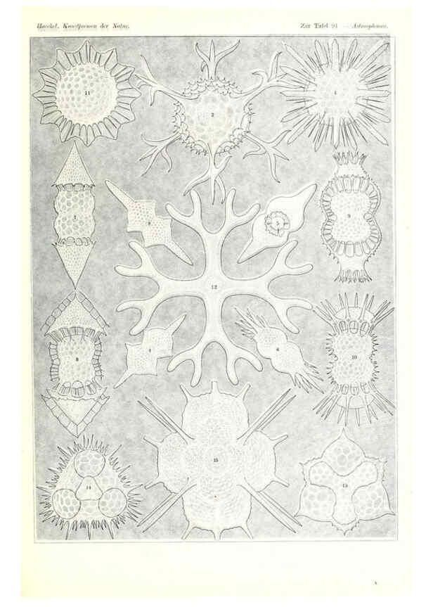 Reproducción/Reproduction 6197333573: Kunstformen der Natur Leipzig und Wien :Verlag des Bibliographischen Instituts,1904