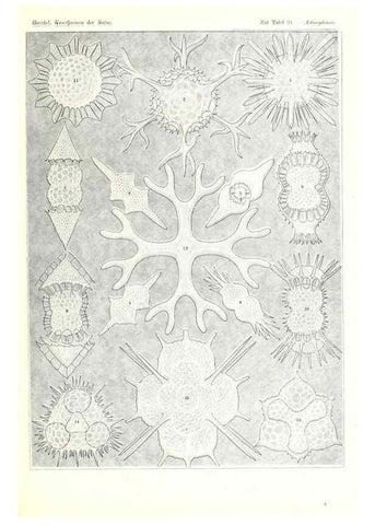 Reproducción/Reproduction 6197333573: Kunstformen der Natur Leipzig und Wien :Verlag des Bibliographischen Instituts,1904