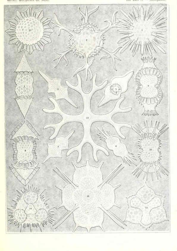 Reproducción/Reproduction 6197333573: Kunstformen der Natur Leipzig und Wien :Verlag des Bibliographischen Instituts,1904