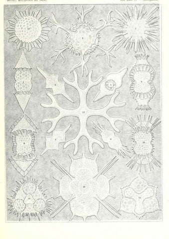Reproducción/Reproduction 6197333573: Kunstformen der Natur Leipzig und Wien :Verlag des Bibliographischen Instituts,1904