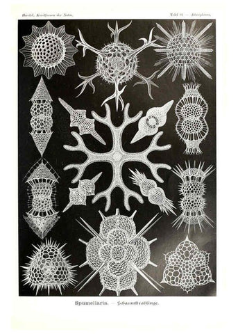 Reproducción/Reproduction 6197333685: Kunstformen der Natur Leipzig und Wien :Verlag des Bibliographischen Instituts,1904