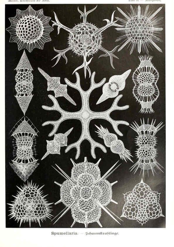 Reproducción/Reproduction 6197333685: Kunstformen der Natur Leipzig und Wien :Verlag des Bibliographischen Instituts,1904