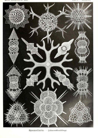 Reproducción/Reproduction 6197333685: Kunstformen der Natur Leipzig und Wien :Verlag des Bibliographischen Instituts,1904