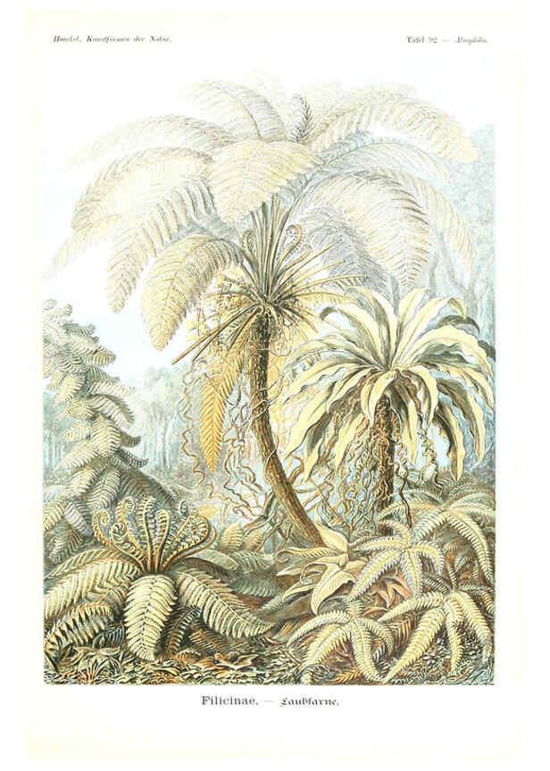 Reproducción/Reproduction 6197333967: Kunstformen der Natur Leipzig und Wien :Verlag des Bibliographischen Instituts,1904