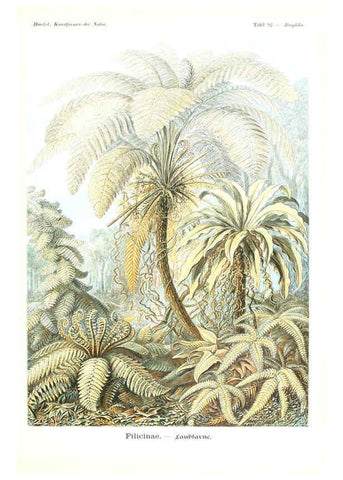 Reproducción/Reproduction 6197333967: Kunstformen der Natur Leipzig und Wien :Verlag des Bibliographischen Instituts,1904