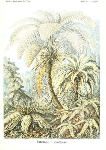 Reproducción/Reproduction 6197333967: Kunstformen der Natur Leipzig und Wien :Verlag des Bibliographischen Instituts,1904
