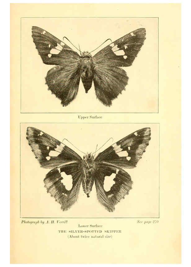 Reproducción/Reproduction 6220533552: ...Butterflies worth knowing Garden City, New York,Doubleday, Page & company[c1917] 