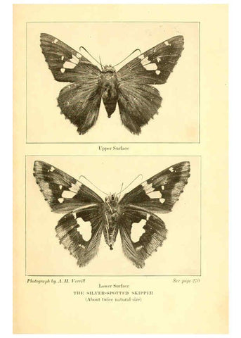 Reproducción/Reproduction 6220533552: ...Butterflies worth knowing Garden City, New York,Doubleday, Page & company[c1917] 