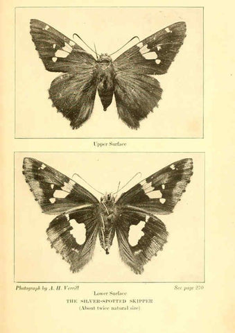 Reproducción/Reproduction 6220533552: ...Butterflies worth knowing Garden City, New York,Doubleday, Page & company[c1917] 