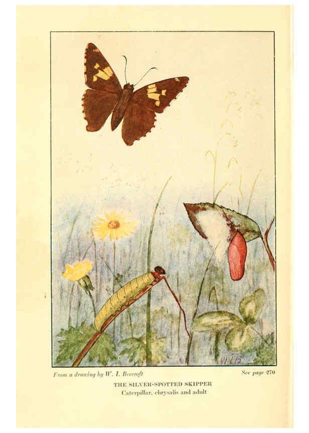 Reproducción/Reproduction 6220533764: ...Butterflies worth knowing Garden City, New York,Doubleday, Page & company[c1917] 
