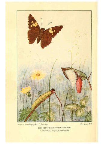 Reproducción/Reproduction 6220533764: ...Butterflies worth knowing Garden City, New York,Doubleday, Page & company[c1917] 