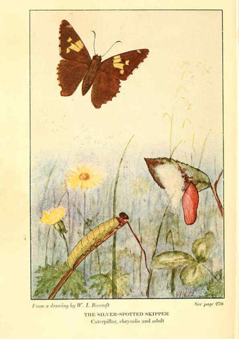Reproducción/Reproduction 6220533764: ...Butterflies worth knowing Garden City, New York,Doubleday, Page & company[c1917] 