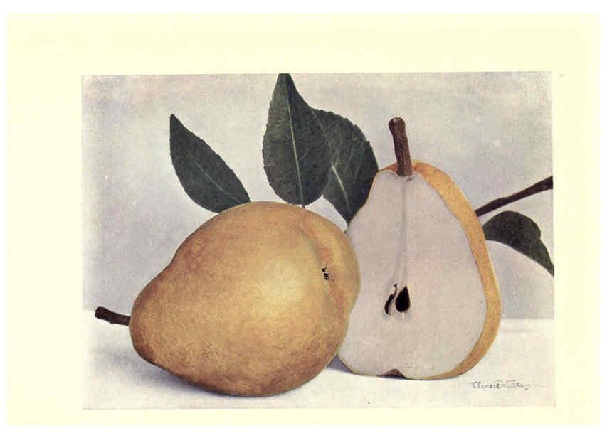 Reproducción/Reproduction 6220549034: Apples & pears Edinburgh,T.C. & E.C. Jack[1911] 