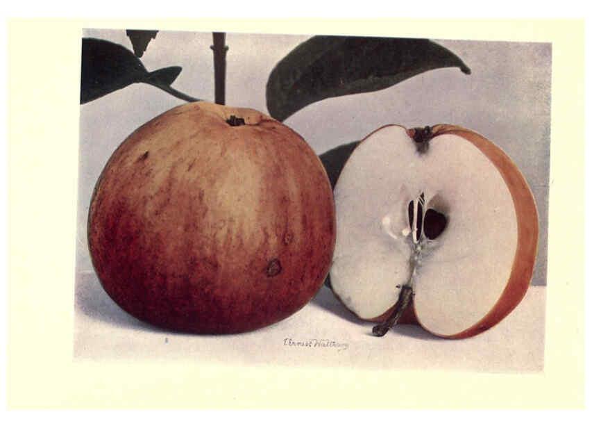 Reproducción/Reproduction 6220027575: Apples & pears Edinburgh,T.C. & E.C. Jack[1911] 