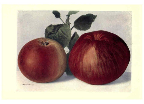 Reproducción/Reproduction 6220549554: Apples & pears Edinburgh,T.C. & E.C. Jack[1911] 
