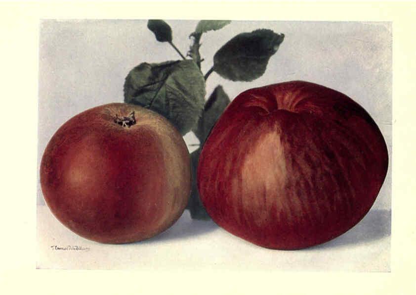 Reproducción/Reproduction 6220549554: Apples & pears Edinburgh,T.C. & E.C. Jack[1911] 
