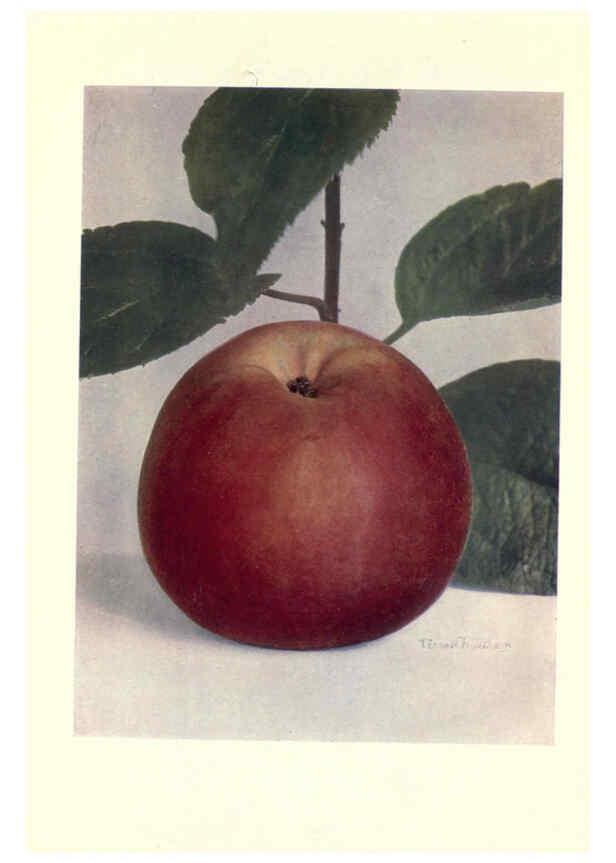 Reproducción/Reproduction 6220550308: Apples & pears Edinburgh,T.C. & E.C. Jack[1911] 