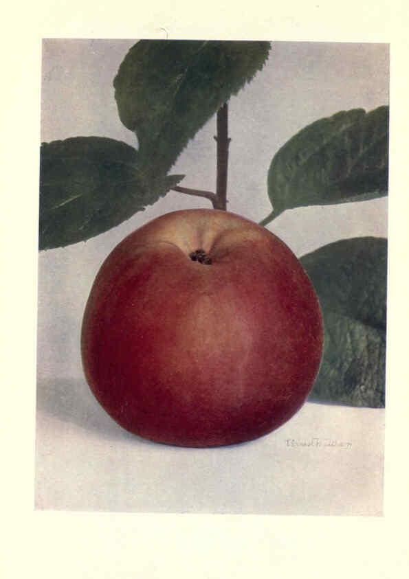Reproducción/Reproduction 6220550308: Apples & pears Edinburgh,T.C. & E.C. Jack[1911] 