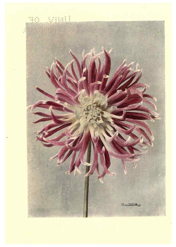 Reproducción/Reproduction 6220044213: Dahlias New York,Frederick A. Stokes[1912?] 