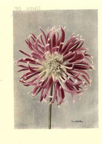 Reproducción/Reproduction 6220044213: Dahlias New York,Frederick A. Stokes[1912?] 