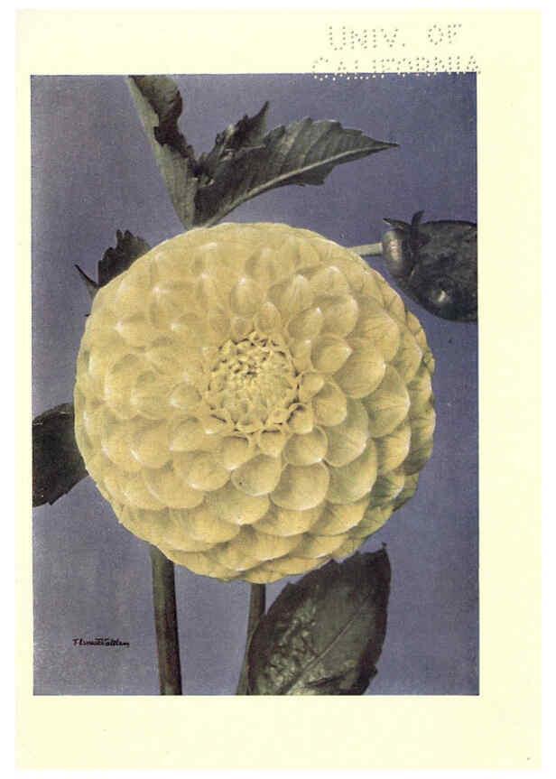 Reproducción/Reproduction 6220044415: Dahlias New York,Frederick A. Stokes[1912?] 