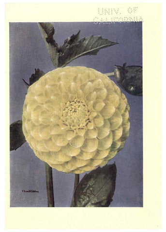 Reproducción/Reproduction 6220044415: Dahlias New York,Frederick A. Stokes[1912?] 