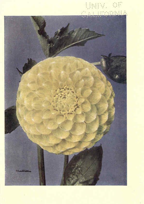 Reproducción/Reproduction 6220044415: Dahlias New York,Frederick A. Stokes[1912?] 