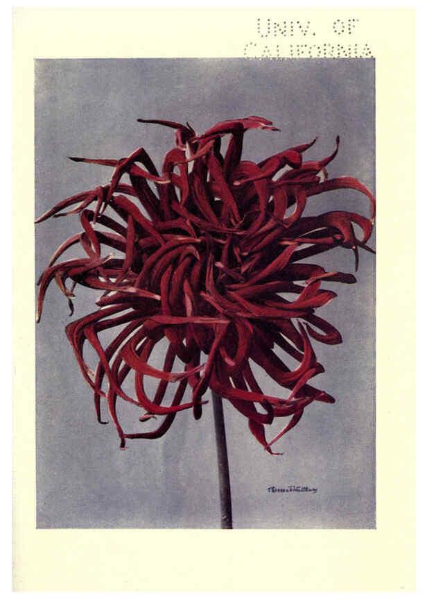 Reproducción/Reproduction 6220044827: Dahlias New York,Frederick A. Stokes[1912?] 