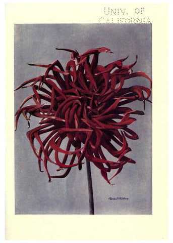 Reproducción/Reproduction 6220044827: Dahlias New York,Frederick A. Stokes[1912?] 