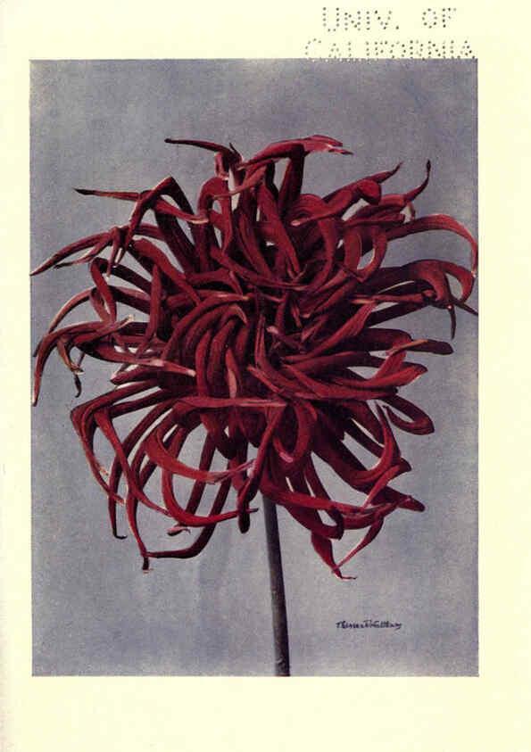 Reproducción/Reproduction 6220044827: Dahlias New York,Frederick A. Stokes[1912?] 