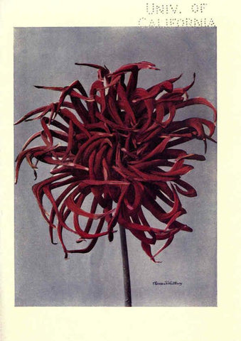 Reproducción/Reproduction 6220044827: Dahlias New York,Frederick A. Stokes[1912?] 