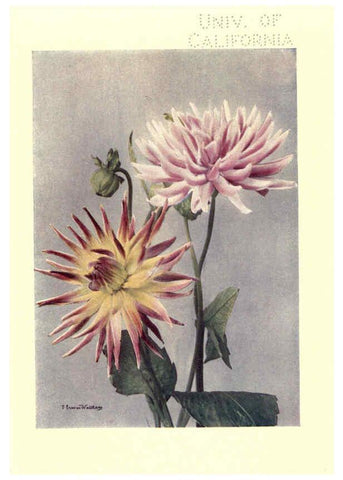 Reproducción/Reproduction 6220566554: Dahlias New York,Frederick A. Stokes[1912?] 