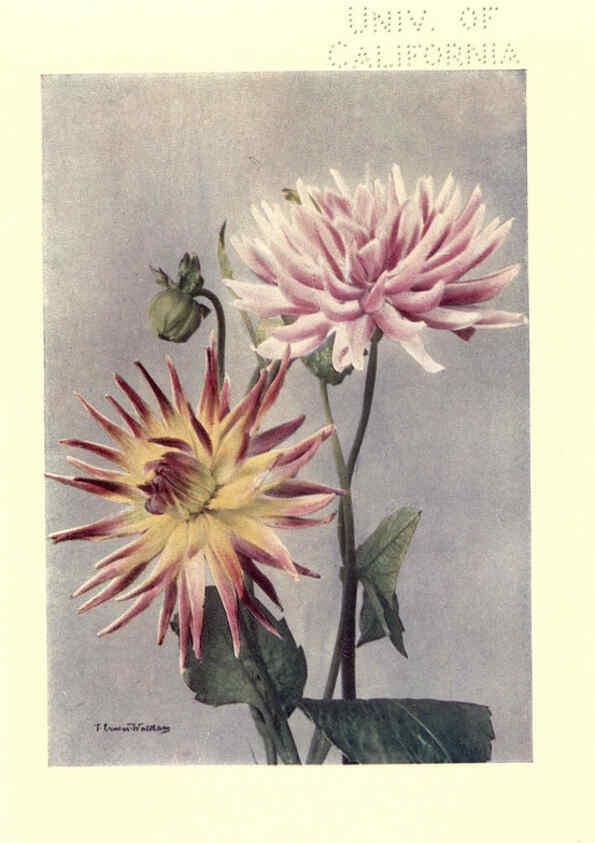 Reproducción/Reproduction 6220566554: Dahlias New York,Frederick A. Stokes[1912?] 